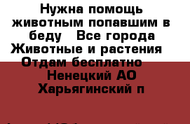 Нужна помощь животным попавшим в беду - Все города Животные и растения » Отдам бесплатно   . Ненецкий АО,Харьягинский п.